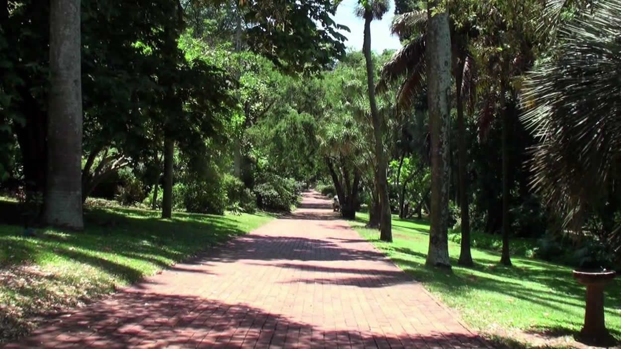 Shady avenue in the Durban Botanic Gardens