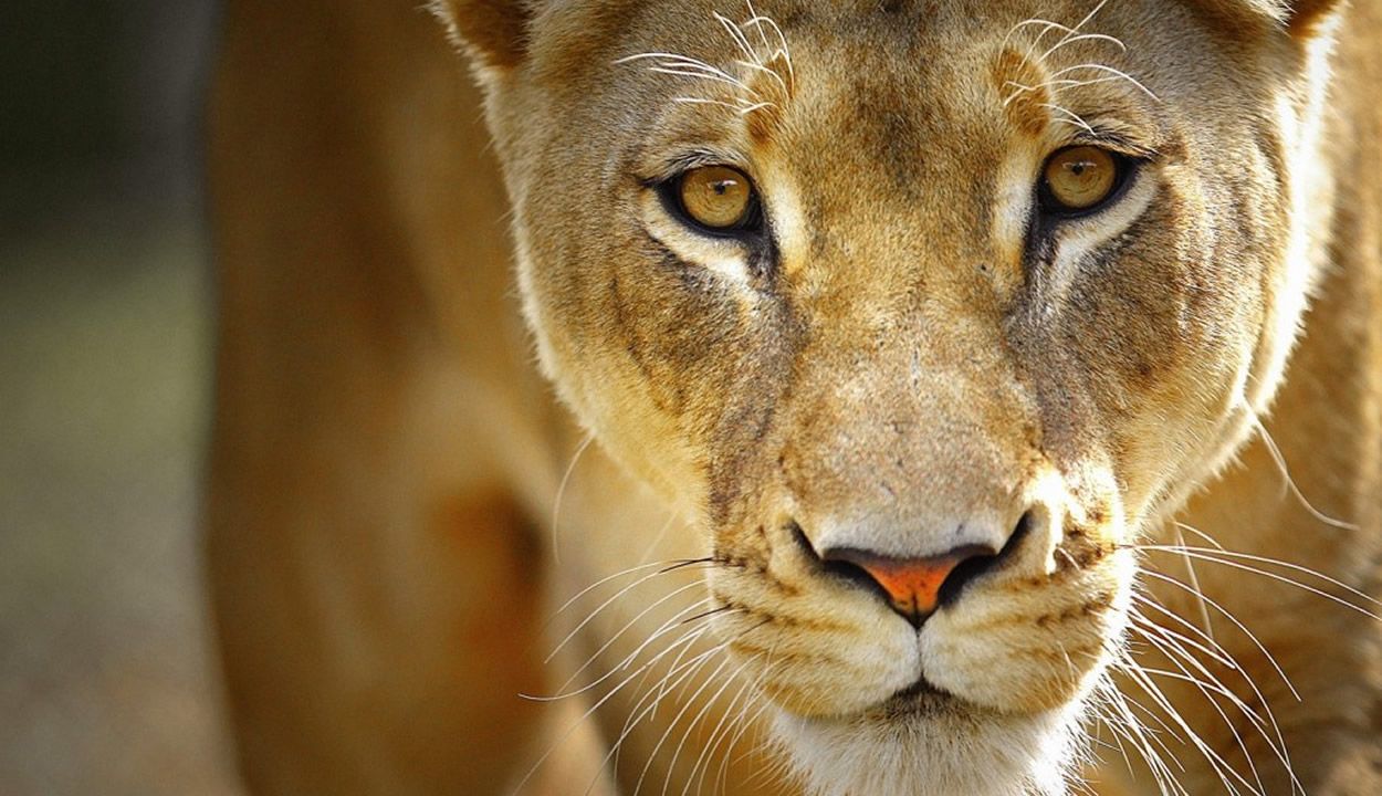 Lioness in a KwaZulu-Natal game reserve